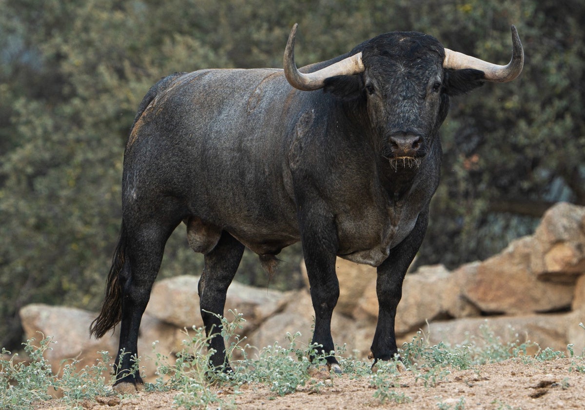 Alba recupera el día 14 el festejo del Toro del Cajón