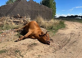 Vaca muerta junto a un camino para su recogida.