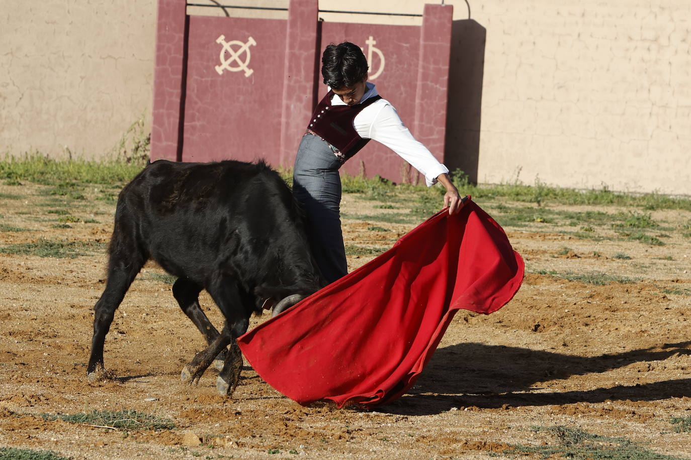 Marco Pérez en el tentadero de Peña de Cabra, con vacas de Loreto Charro