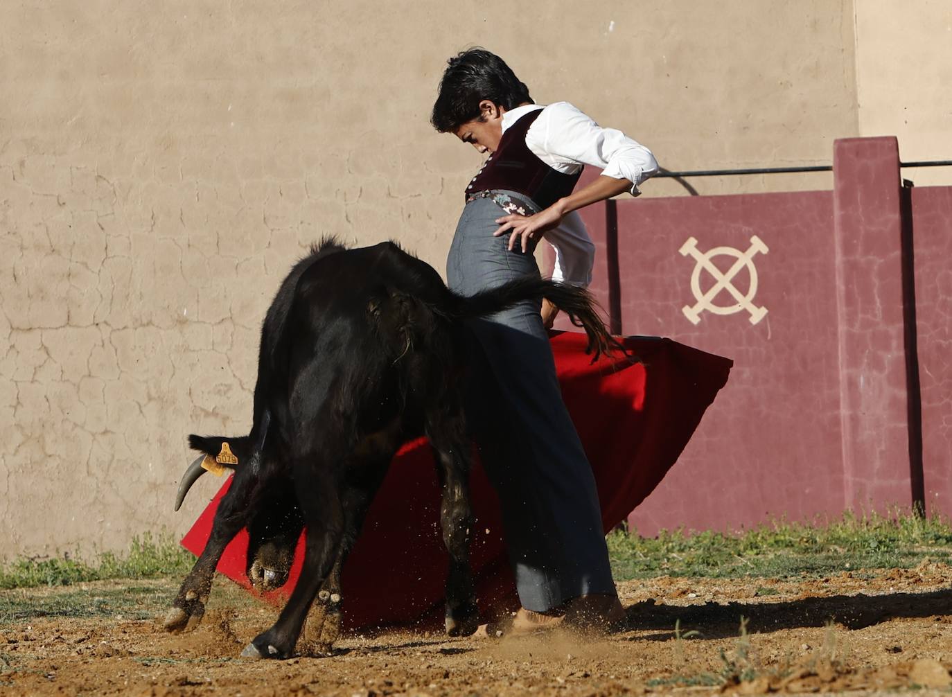 Marco Pérez en el tentadero de Peña de Cabra, con vacas de Loreto Charro