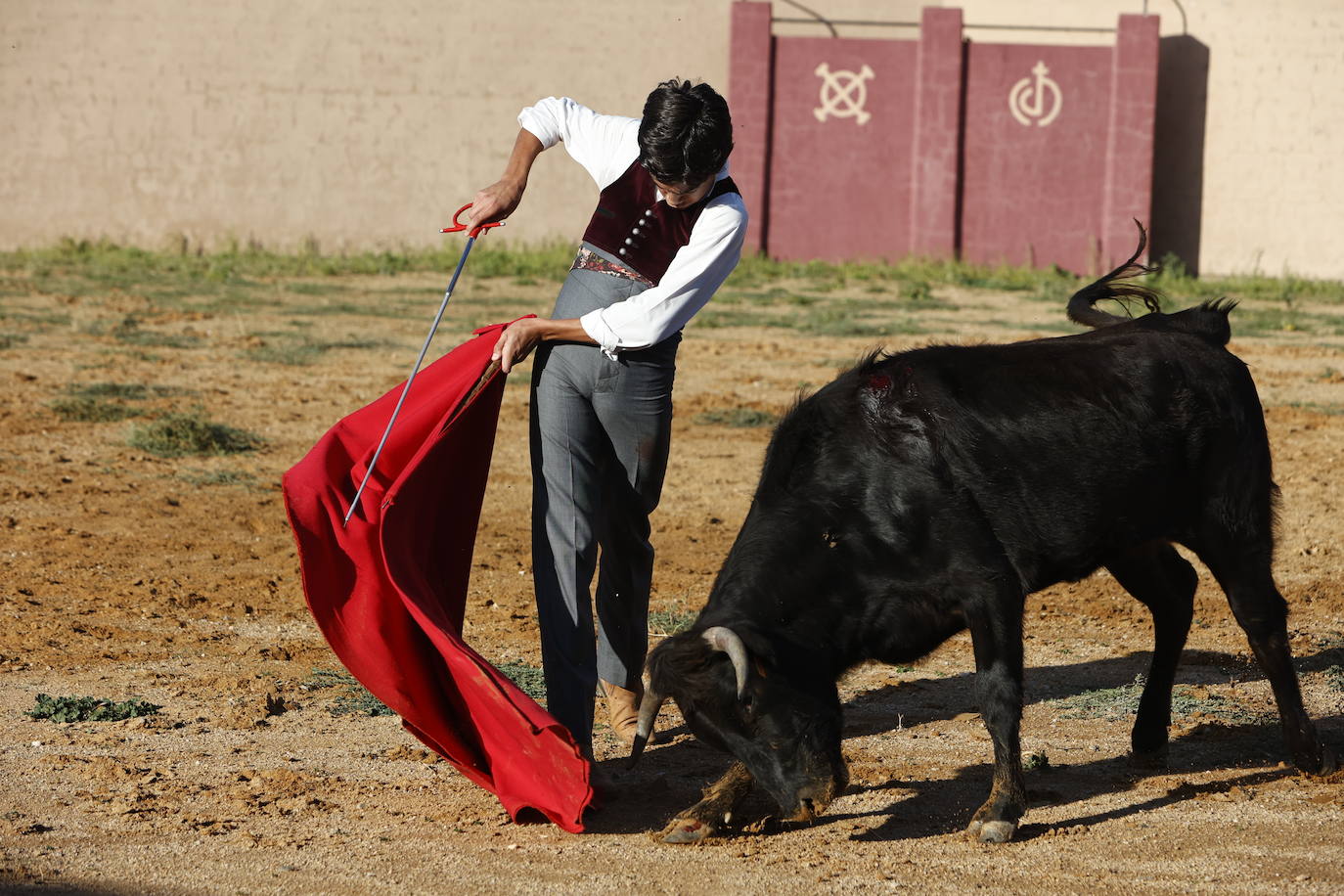Marco Pérez en el tentadero de Peña de Cabra, con vacas de Loreto Charro