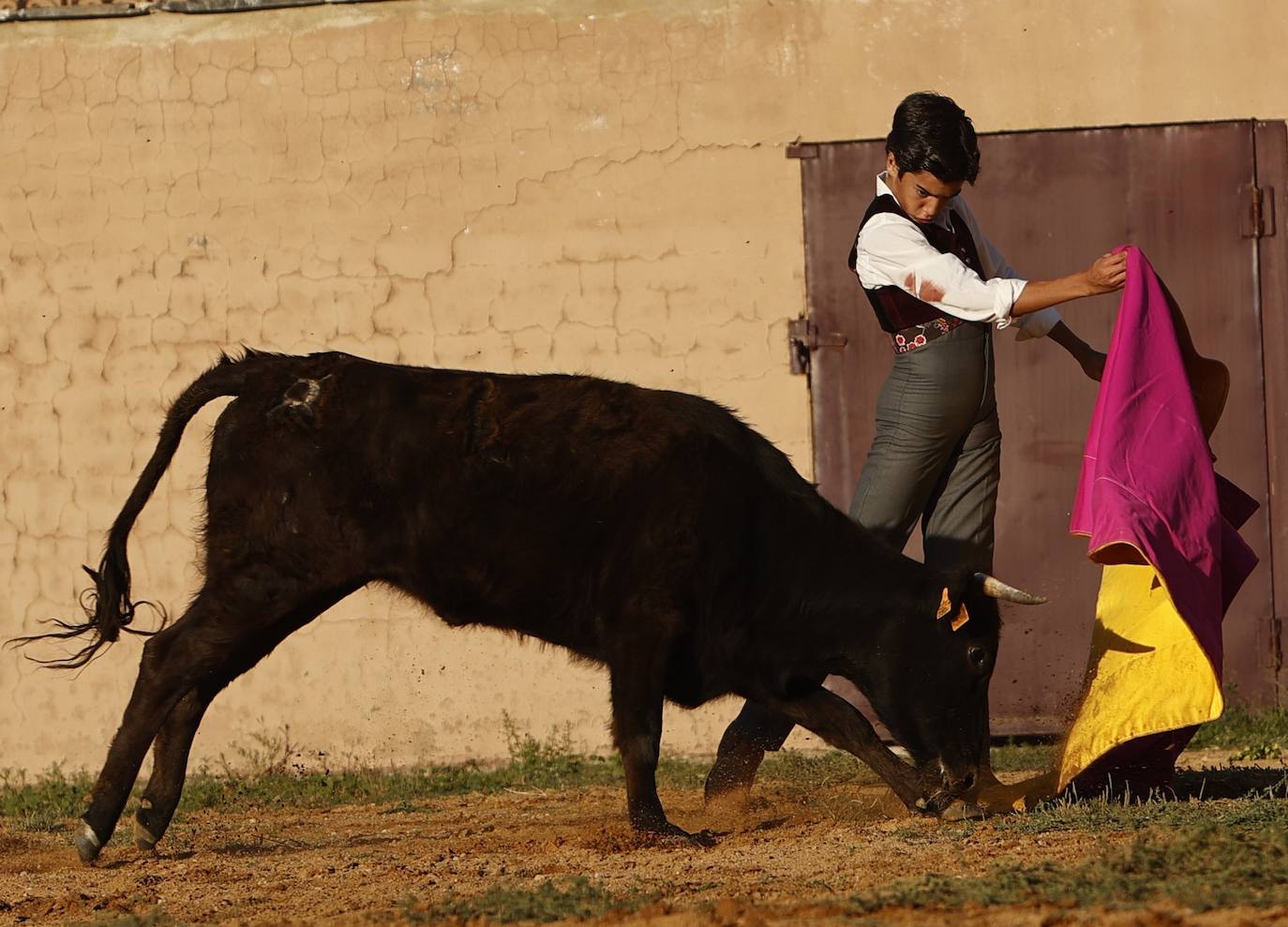 Marco Pérez en el tentadero de Peña de Cabra, con vacas de Loreto Charro