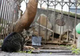 Gato de la colonia de San Carlos Borromeo.