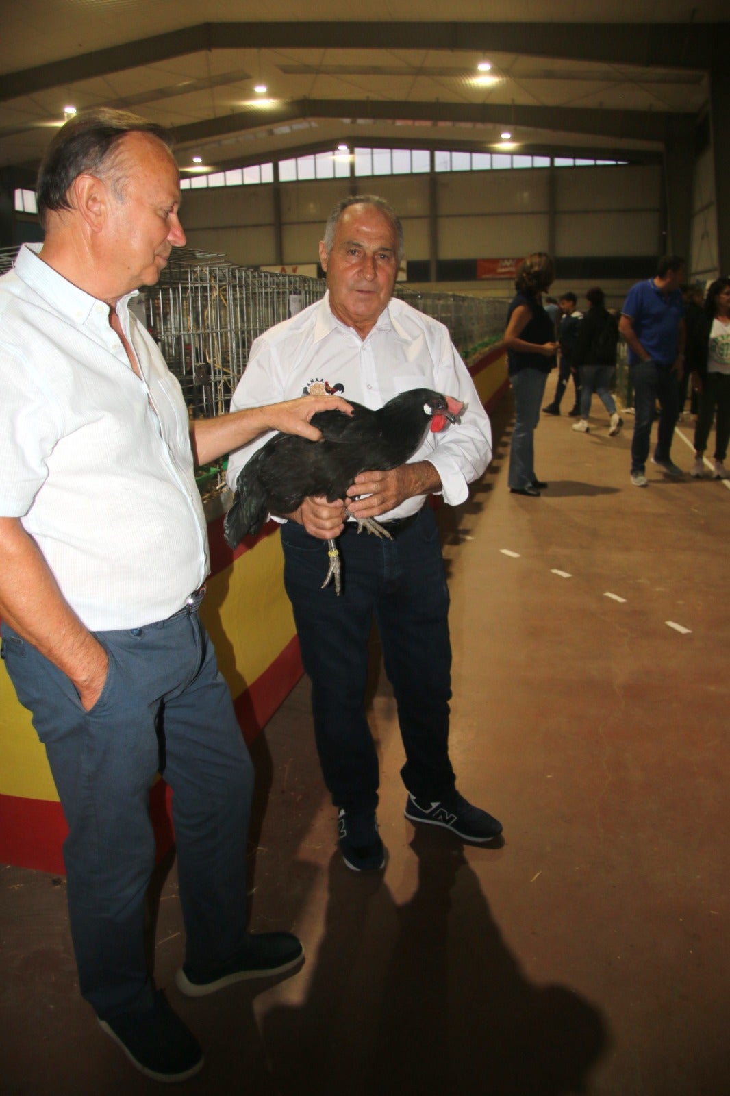 Gallinas de la época de los Reyes Católicos