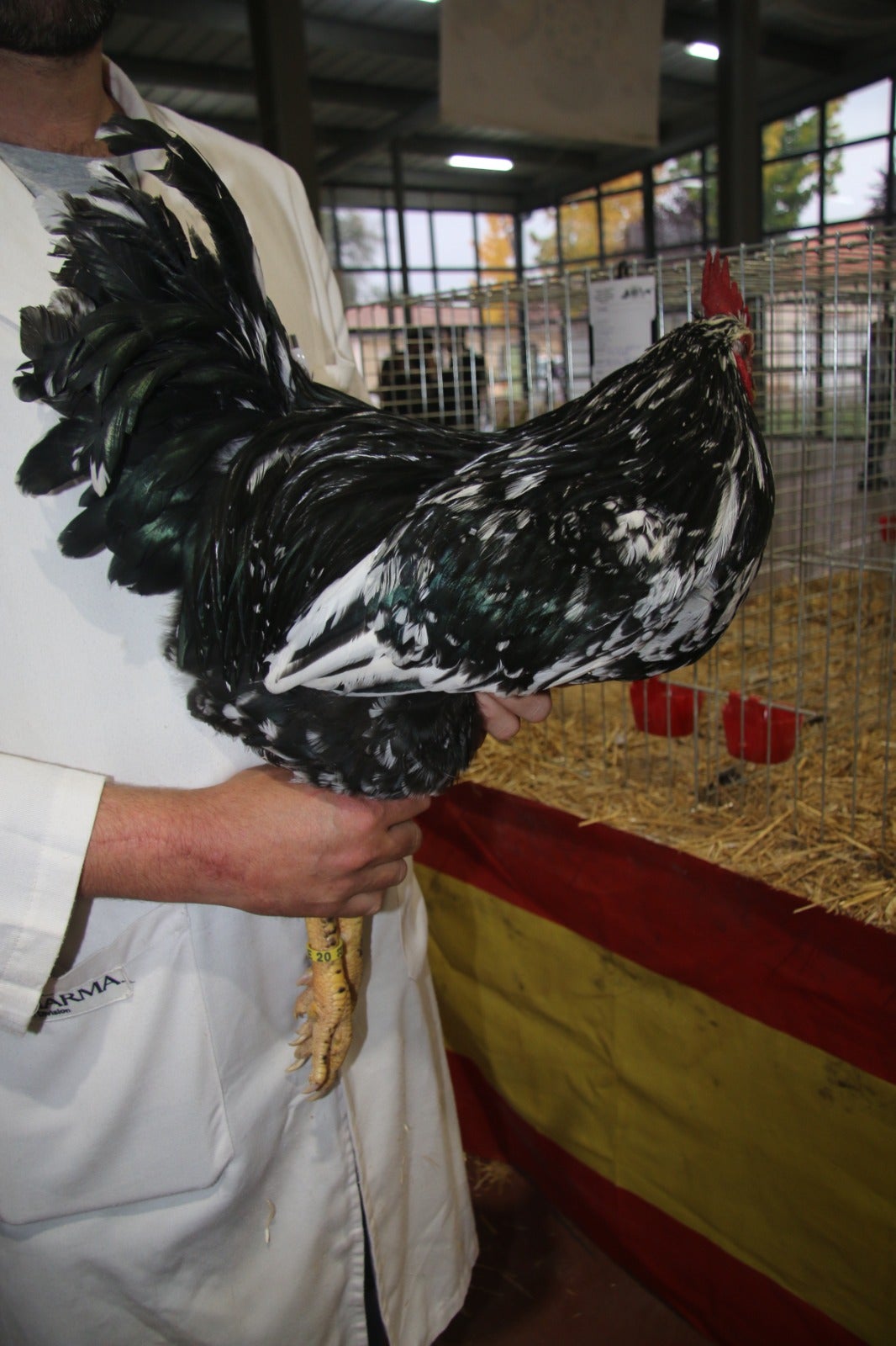 Gallinas de la época de los Reyes Católicos