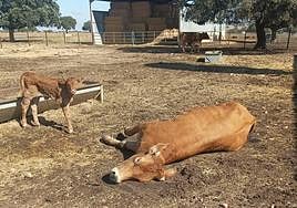 Vaca muerta a causa de la EHE