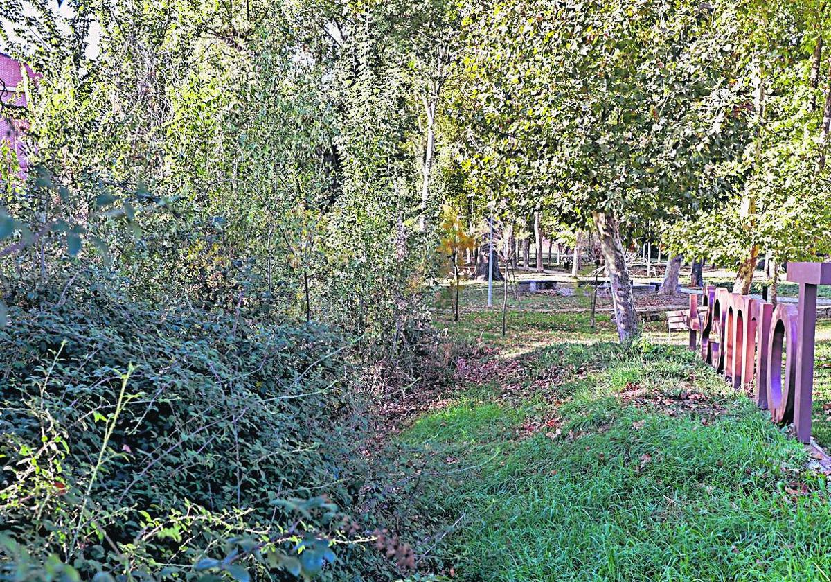 El regato ubicado en el parque Lazarillo de Tormes obstruido por vegetación salvaje.