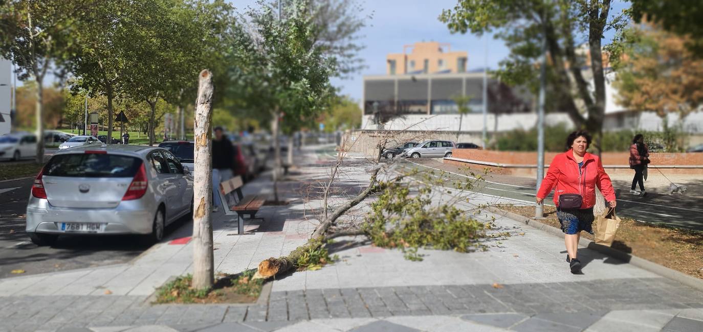 Los efectos de las fuertes rachas del viento en la provincia de Salamanca