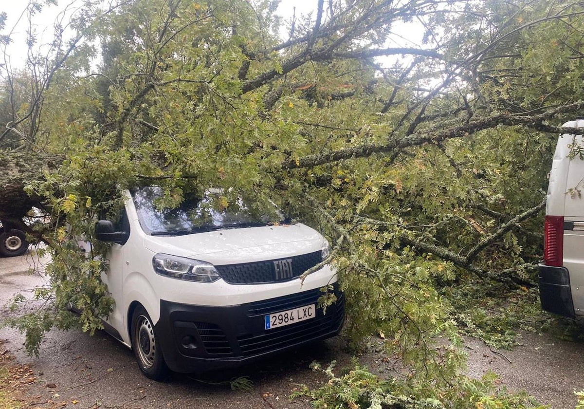 La furgoneta sufrió graves daños al caerle encima el árbol.