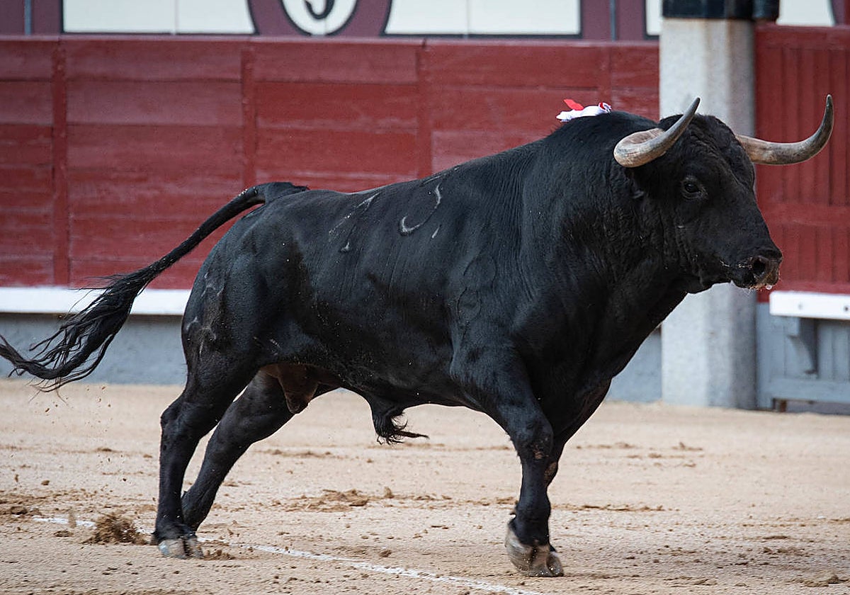 Valentón, de Domingo Hernández, premiado con la vuelta al ruedo el 12 de mayo en Las Ventas.