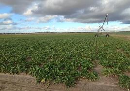 Imagen de un cultivo de remolacha en Peñaranda.