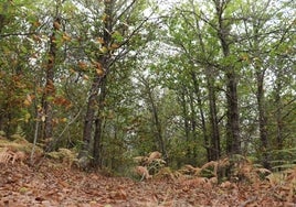 El entorno natural de Linares, como La Honfría, es uno de sus grandes atractivos