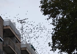 Estorninos en el tejado de un edificio de Torres Villarroel.