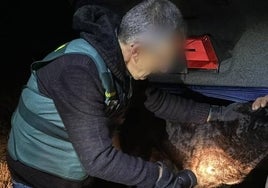 Un guardia civil lee el microchip de uno de los perros que atacaron a la joven.