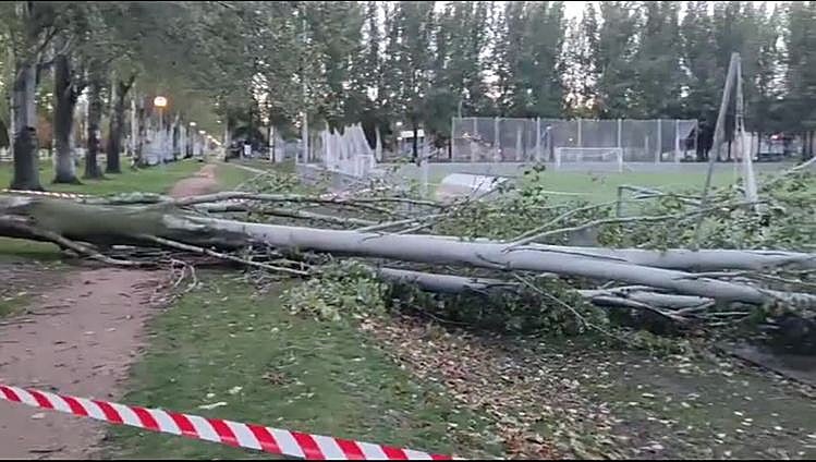 El viento derriba un árbol enorme en La Aldehuela y cae sobre un campo de fútbol