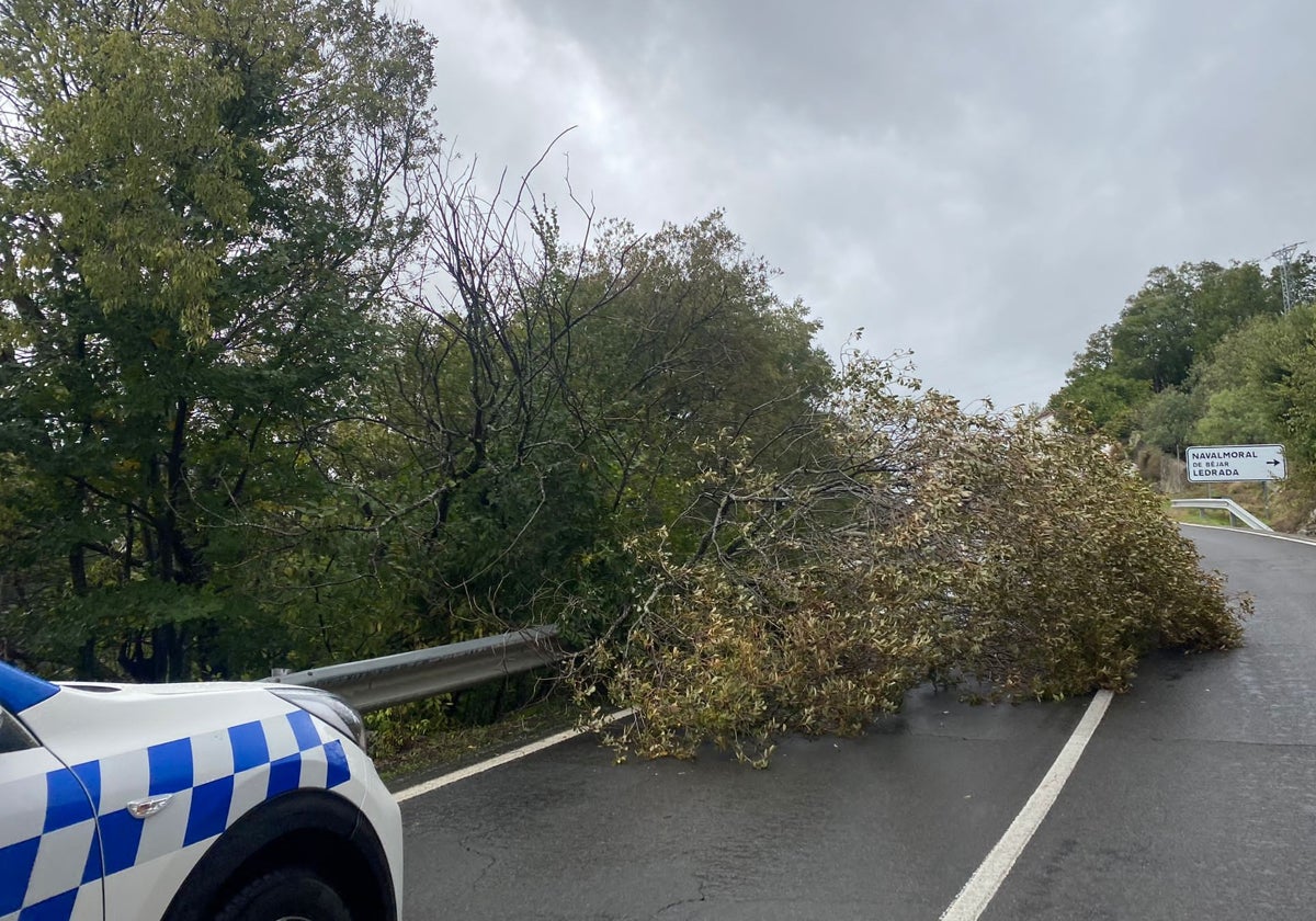 Imagen del árbol caído en la carretera de Ciudad Rodrigo en Béjar.