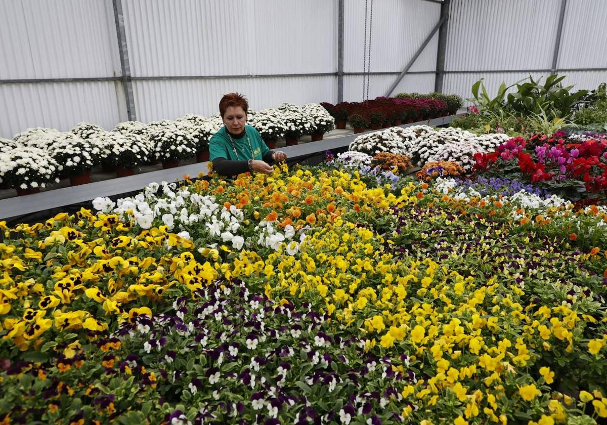 Una trabajadora de Viveros Florjusa cuida las flores que usan para elaborar sus ramos.