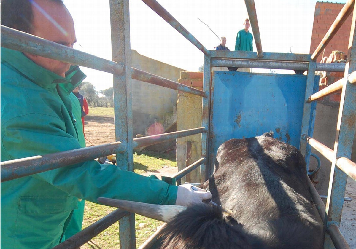 Un veterinario, en el saneamiento ganadero.