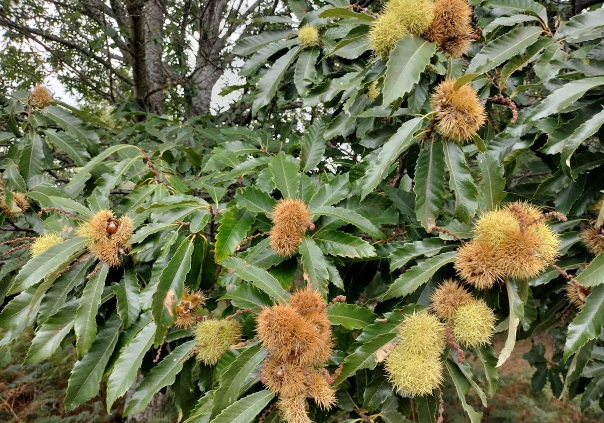 Imagen de erizos de castaño este otoño en Lagunilla.