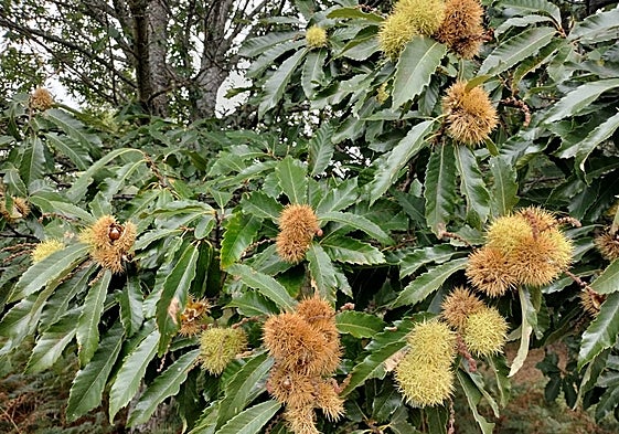 Imagen de erizos de castaño este otoño en Lagunilla.