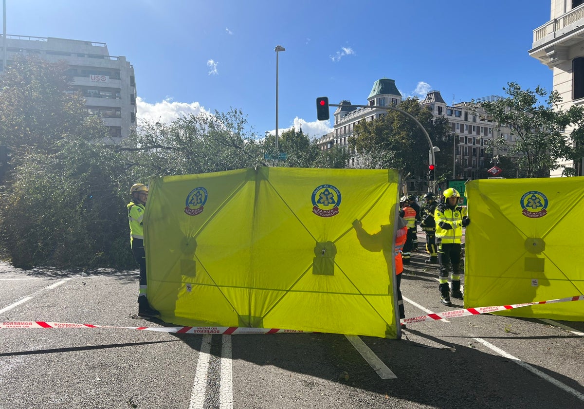 Los servicios de emergencia acordonan la zona donde cayó el árbol.