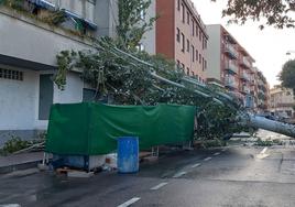 Árbol caído por culpa de la borrasca Ciarán