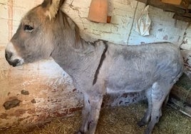 Denunciado por arrastrar a un burro atado a su furgoneta por la carretera