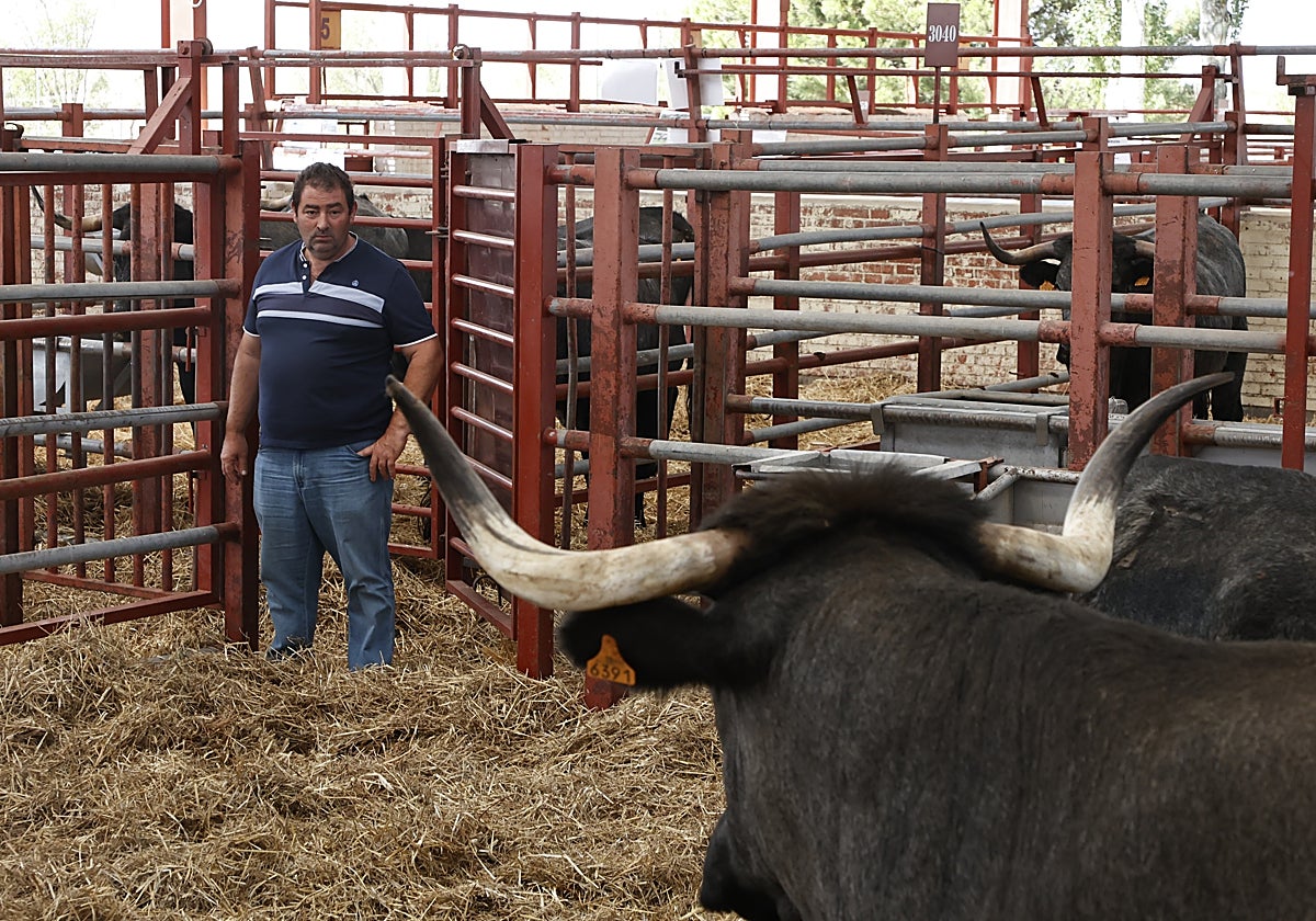 El ganadero Francisco Javier Martín, en un corral junto a vacas moruchas.