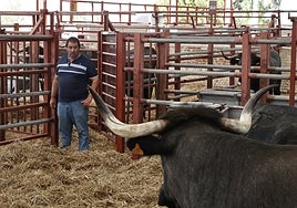 El ganadero Francisco Javier Martín, en un corral junto a vacas moruchas.
