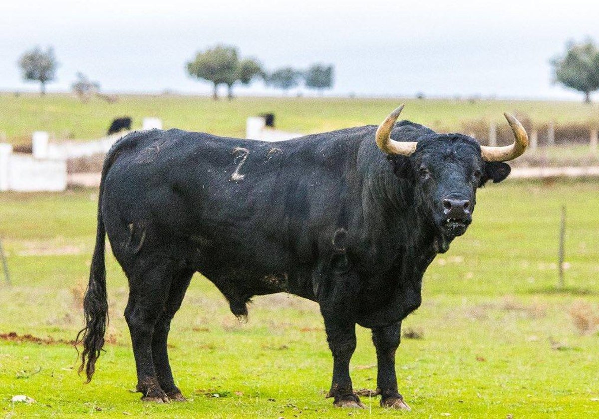 «Cantinisto», de Los Bayones, VI Toro del Cajón de Ribera Taurina que saldrá junto al III Toro de San Nicolás en Vitigudino