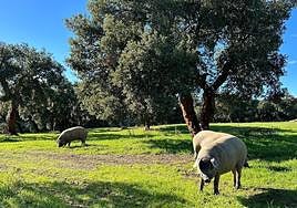 Cerdos aprovechando la montanera en Salamanca.