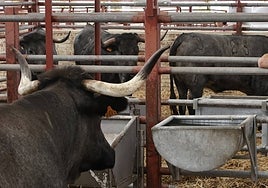 Vacas de raza morucha.