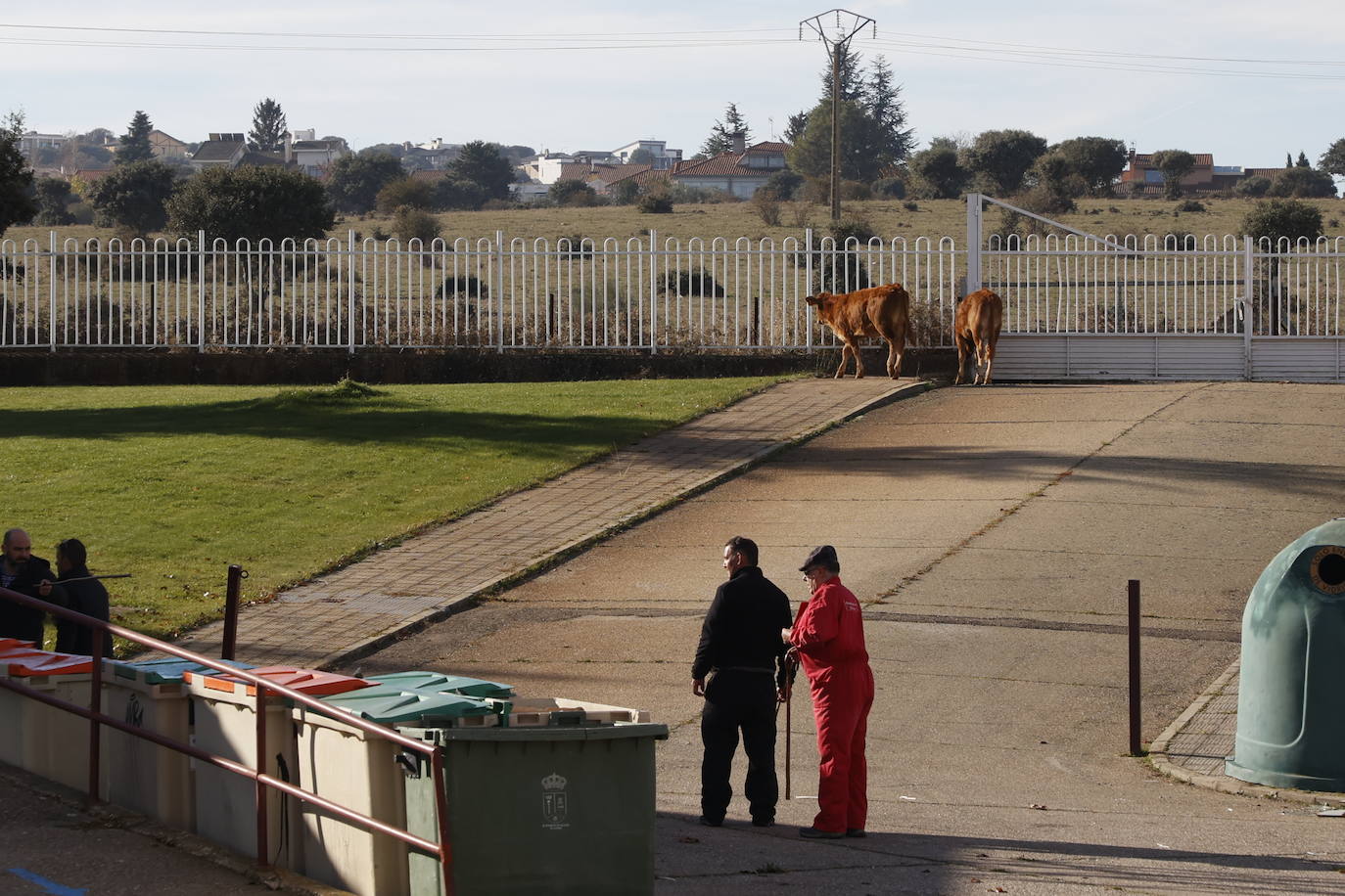 Dos terneros se &#039;escapan&#039; y protagonizan la anécdota en el mercado