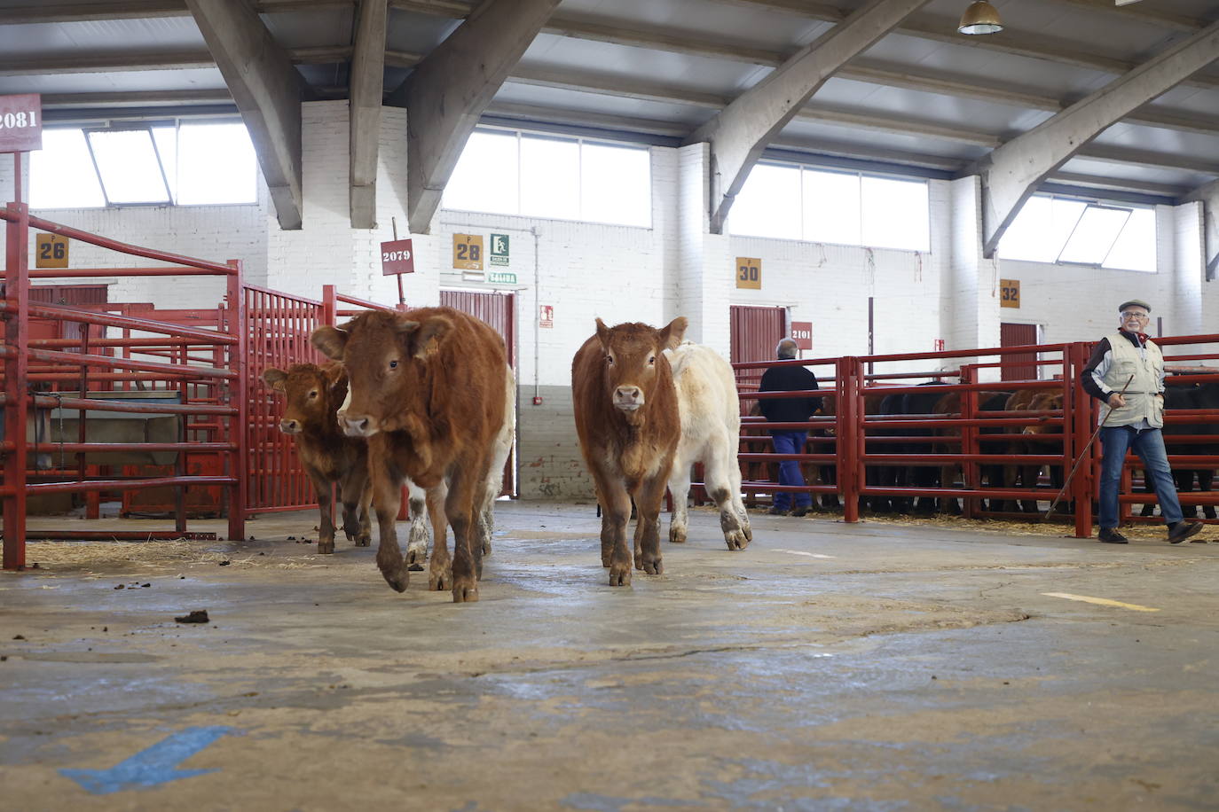 Dos terneros se &#039;escapan&#039; y protagonizan la anécdota en el mercado