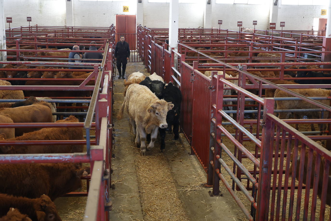 Dos terneros se &#039;escapan&#039; y protagonizan la anécdota en el mercado