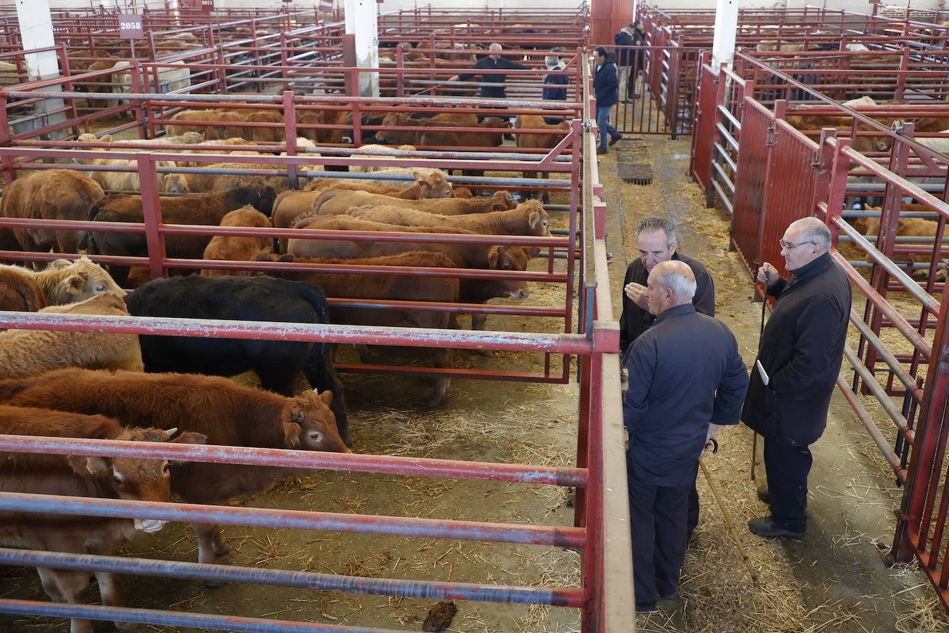Dos terneros se &#039;escapan&#039; y protagonizan la anécdota en el mercado