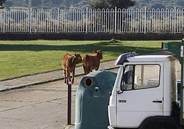 Dos terneros se 'escapan'  y protagonizan la anécdota en el mercado