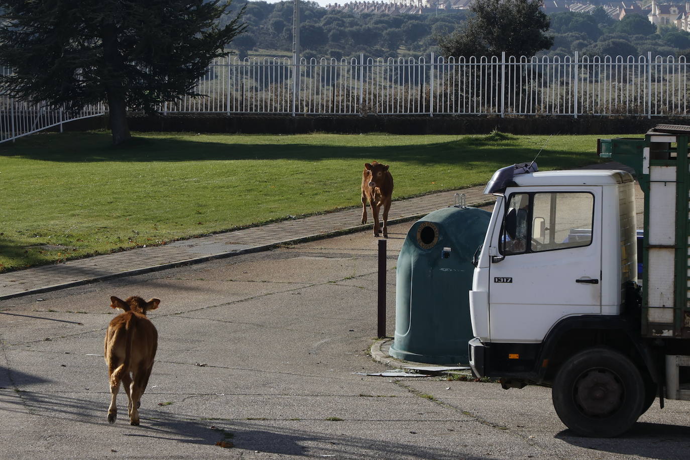 Dos terneros se &#039;escapan&#039; y protagonizan la anécdota en el mercado