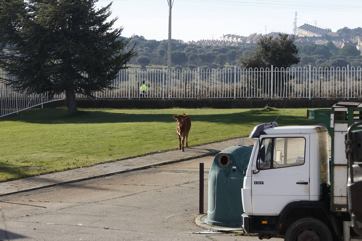 Dos terneros se &#039;escapan&#039; y protagonizan la anécdota en el mercado