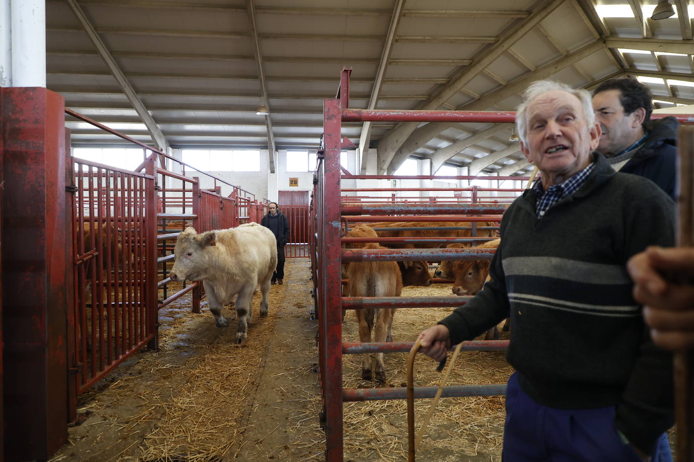 Dos terneros se &#039;escapan&#039; y protagonizan la anécdota en el mercado