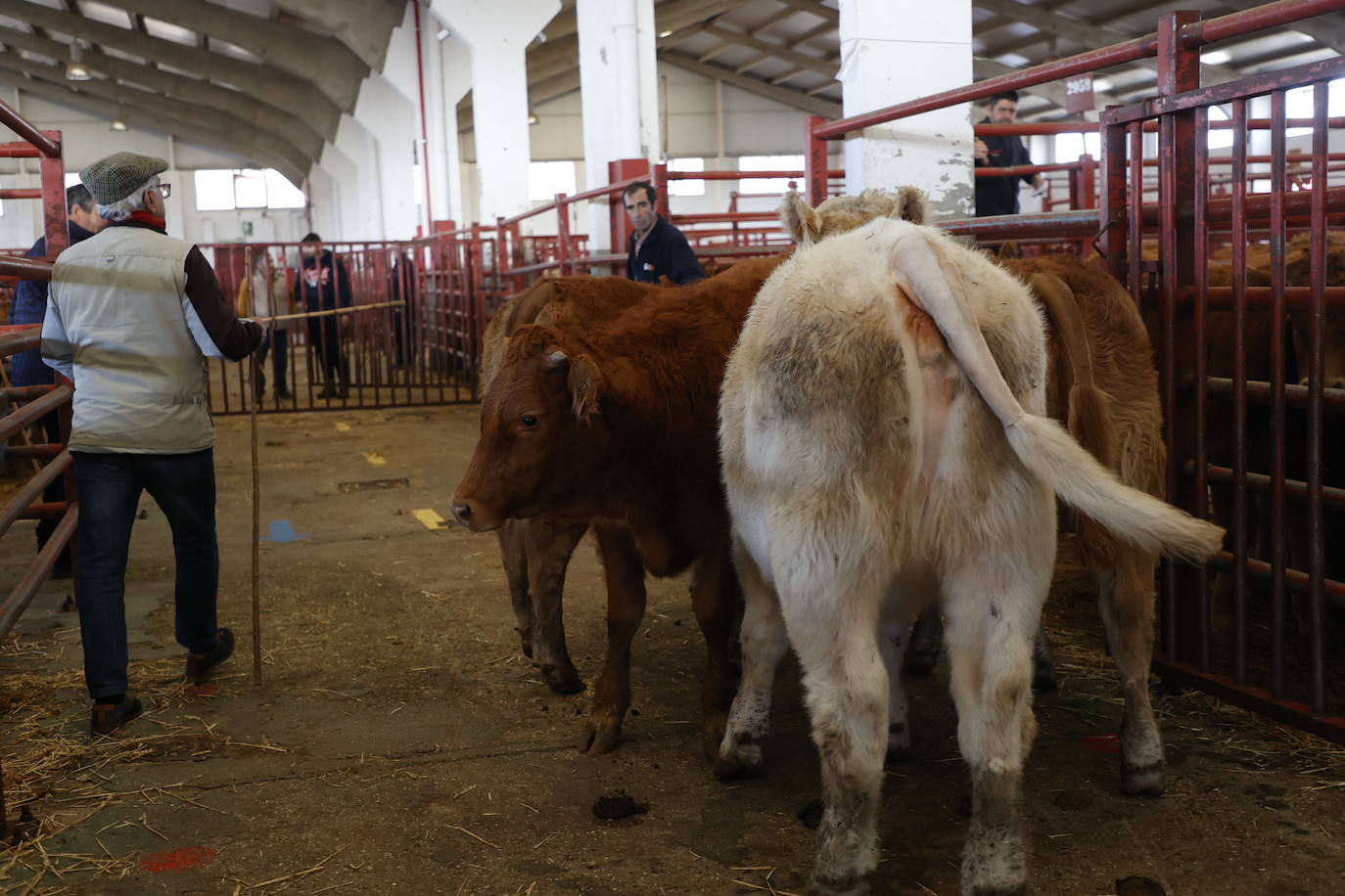 Dos terneros se &#039;escapan&#039; y protagonizan la anécdota en el mercado