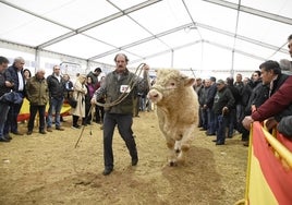 Subasta de charolés celebrada en la Feria de San Andrés de Ciudad Rodrigo