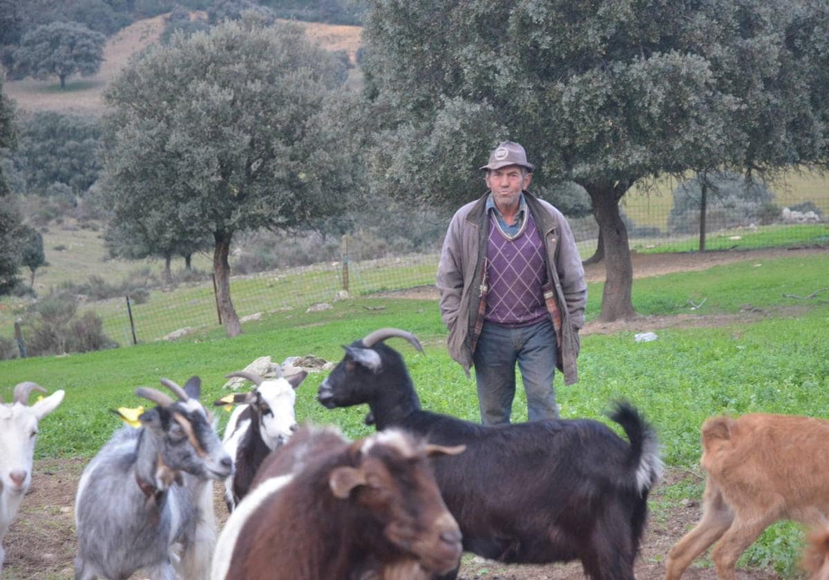 Julio Hervalejo, con sus cabras.