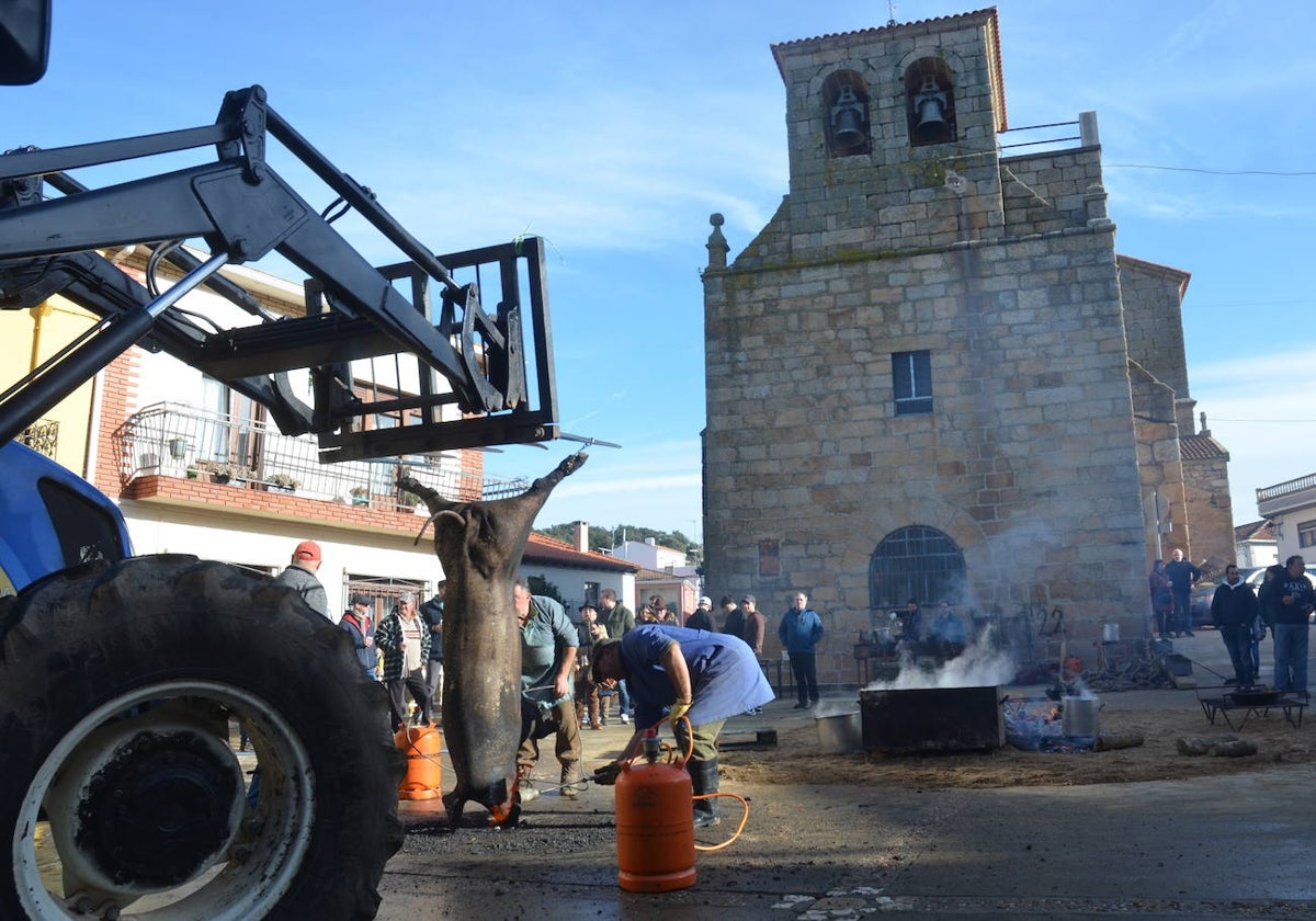 De matanza y degustaciones en Saucelle