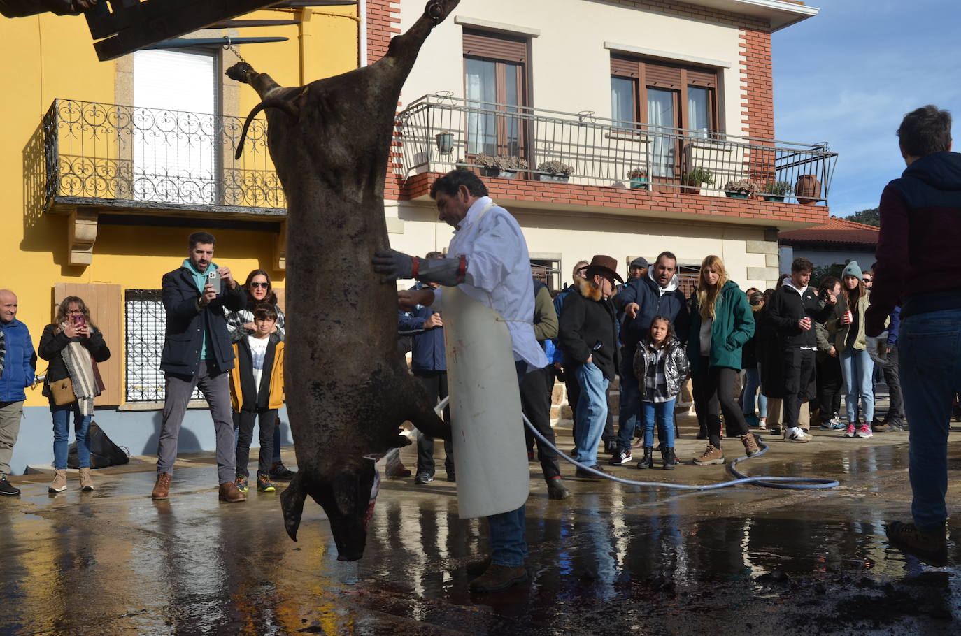 De matanza y degustaciones en Saucelle