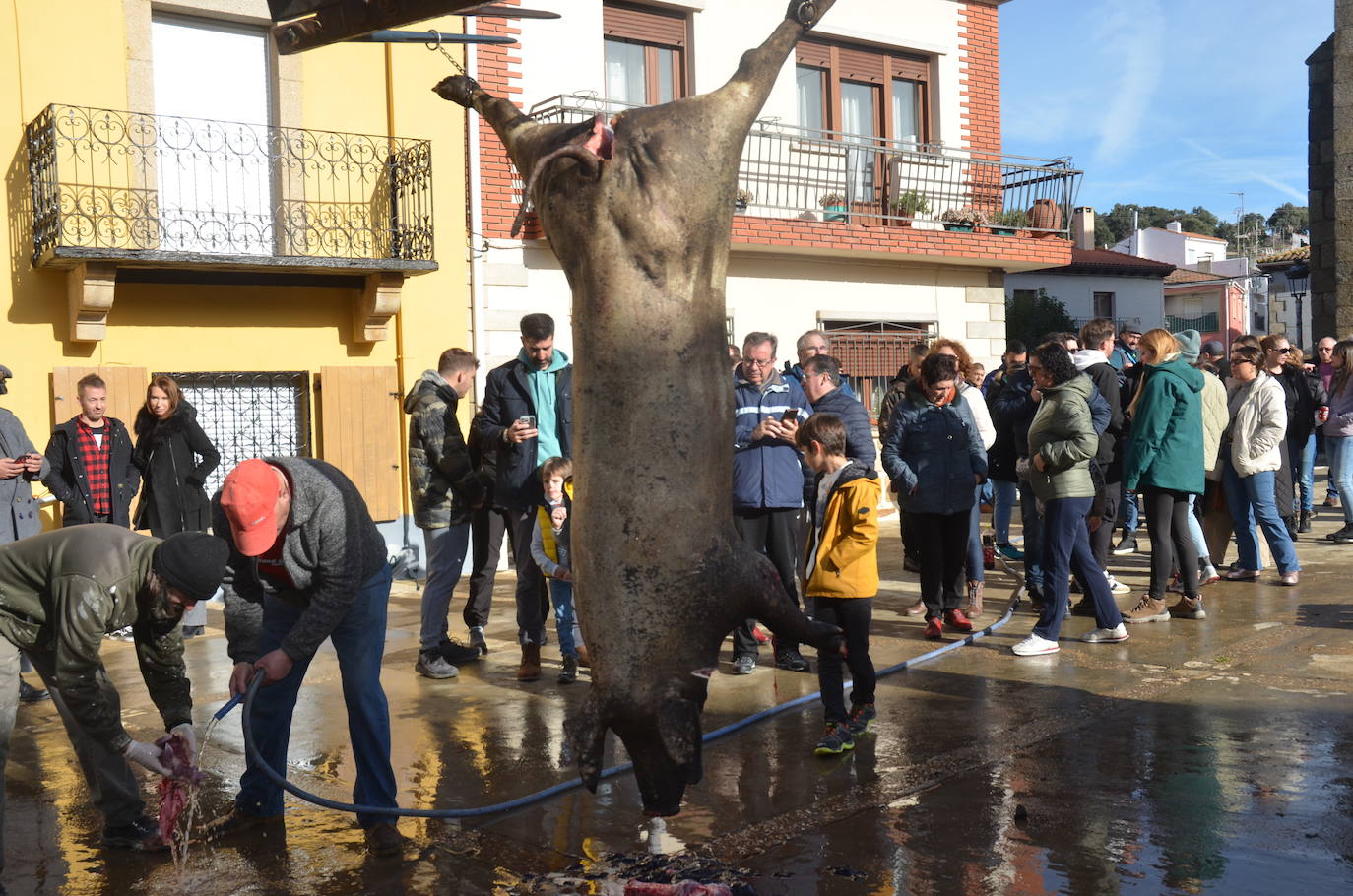 De matanza y degustaciones en Saucelle