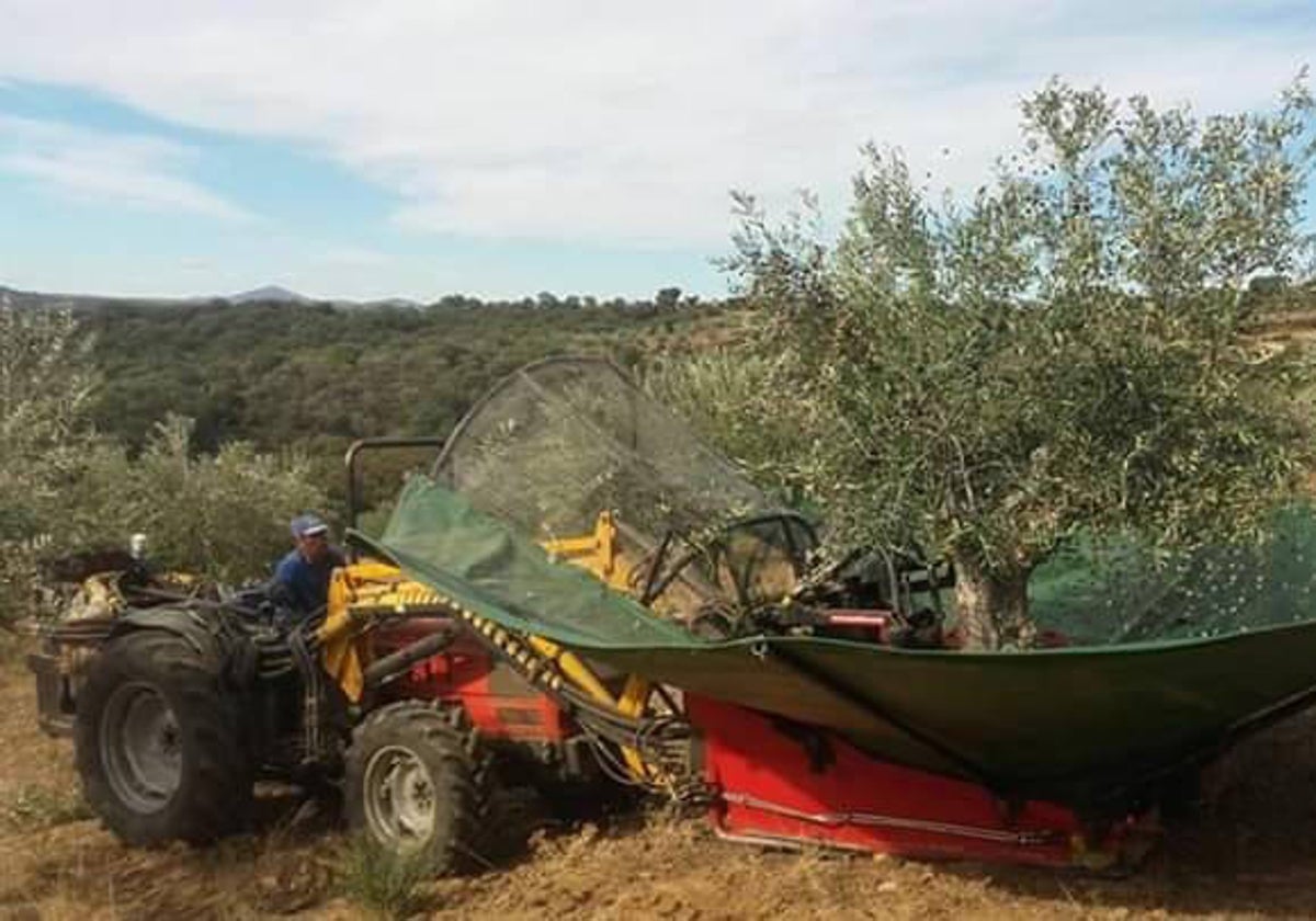 Recogida de la aceituna en la cooperativa de Ahigal de los Aceiteros.