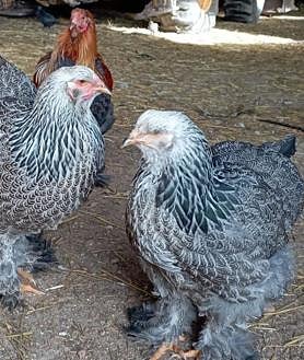 Imagen secundaria 2 - De tener un bar a ser cortacino y criar ganado «diferente»