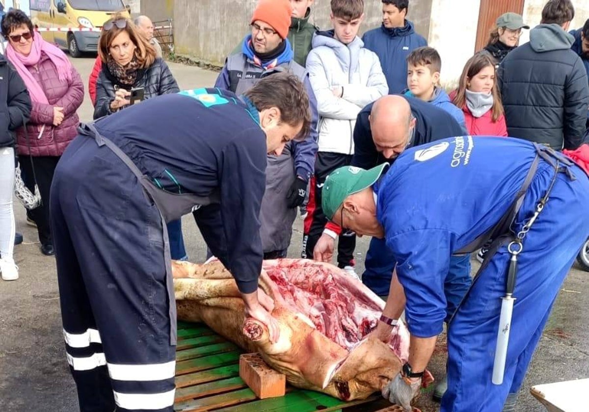 Las fotos de la matanza tradicional de Coca de Alba