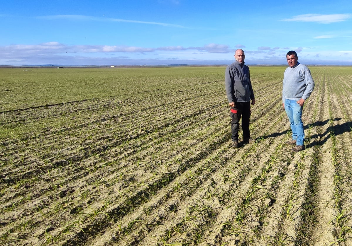 Antonio Benítez y Manuel García, en la parcela de ajos de Villar de Gallimazo